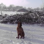 Hond in sneeuw (10)