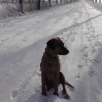 Hond in sneeuw (11)