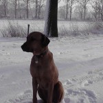 Hond in sneeuw (12)