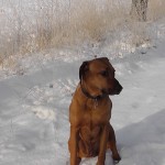 Hond in sneeuw (5)