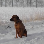 Hond in sneeuw (6)