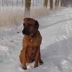 Hond in sneeuw (7)