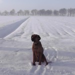 Hond in sneeuw (8)