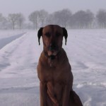 Hond in sneeuw (9)